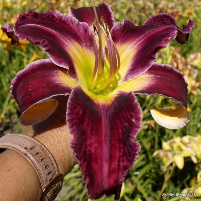 Daylily ‘Peacock Tango’