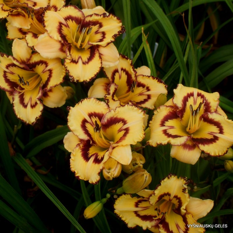 Daylily 'Retro Afternoon' (2)