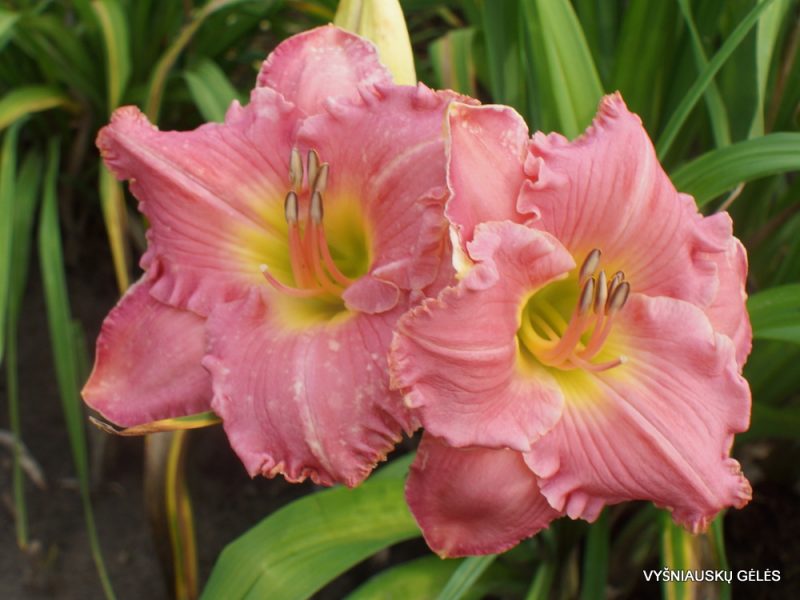 Daylily 'Ride the Wind'