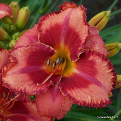 Daylily ‘Riot Act’