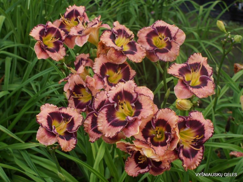 Daylily 'Rock Solid'