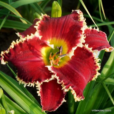 Daylily 'Shark Infested Waters'