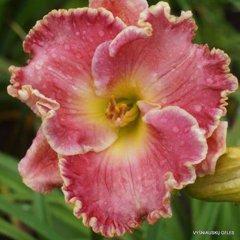 Daylily 'Shores of Time'