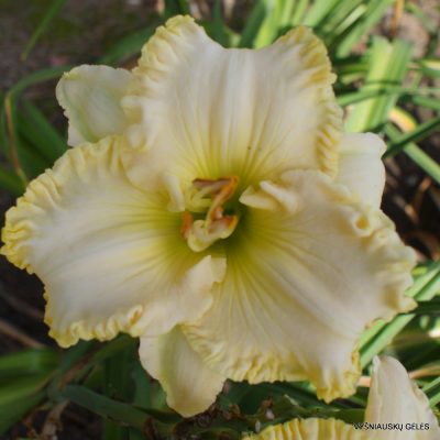 Daylily 'Small World Brenden'