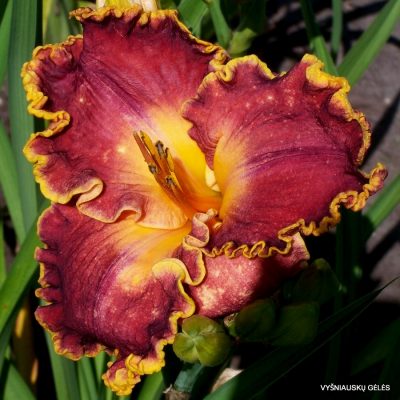 Daylily ‘Spacecoast Cranberry Kid’