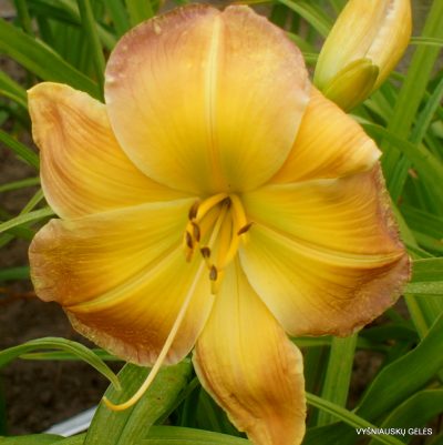 Daylily 'Substantial Evidence' (3)