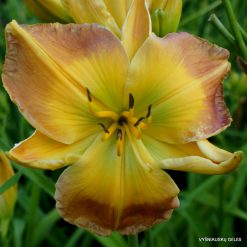 Daylily 'Substantial Evidence'