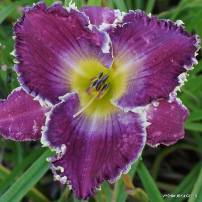 Daylily 'Thistles and Thorns'