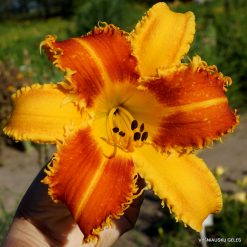 Daylily 'Tooth and Nail'