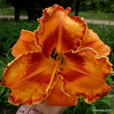 Daylily ‘Volcano Queen’