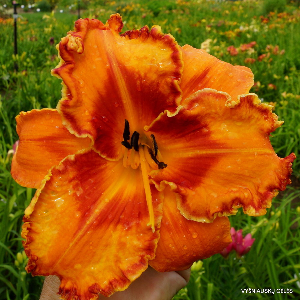 Daylily 'Volcano Queen' (2)