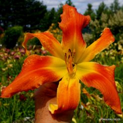 Daylily 'Wilkerson Seedling