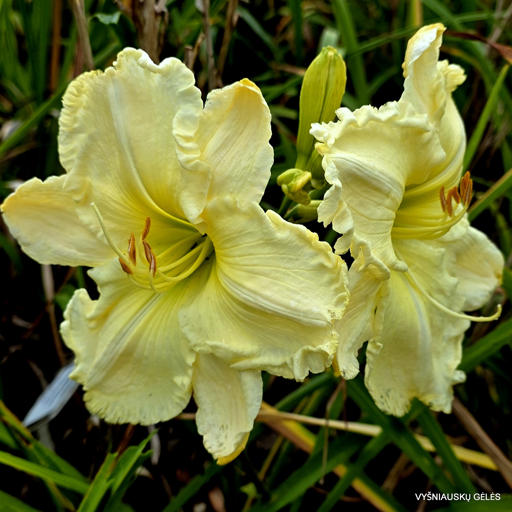 'Heavenly White Swan'