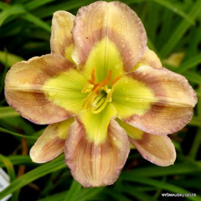 Hemerocallis 'Bonibrae Smoke and Mirrors' (2)