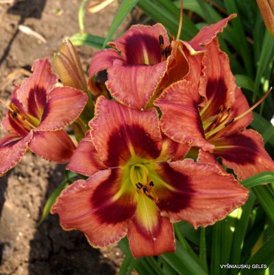 Hemerocallis 'Carnival in Mexico' (2)