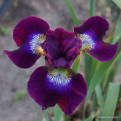 Iris ‘Berlin Purple Wine’
