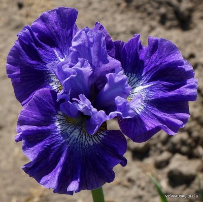 Iris ‘Blueberry Fair’