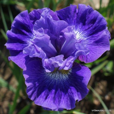 Iris 'Blueberry Fair' (2)