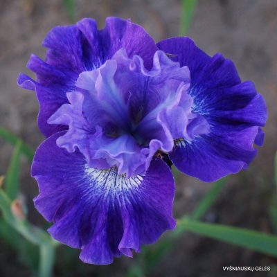 Iris ‘Blueberry Fair’
