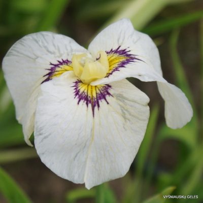 Iris ‘Byakuya No Kuni’