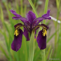 Sino-Siberian Irises