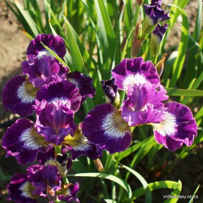 Iris 'Jeweled Crown' (3)