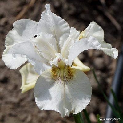 Iris 'Not Quite White' (2)