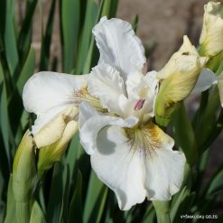 Iris 'Not Quite White'
