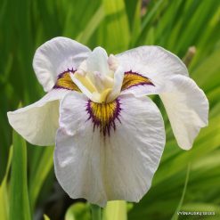 Iris 'Okagami'