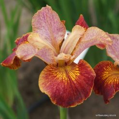 Iris sibirica K - O