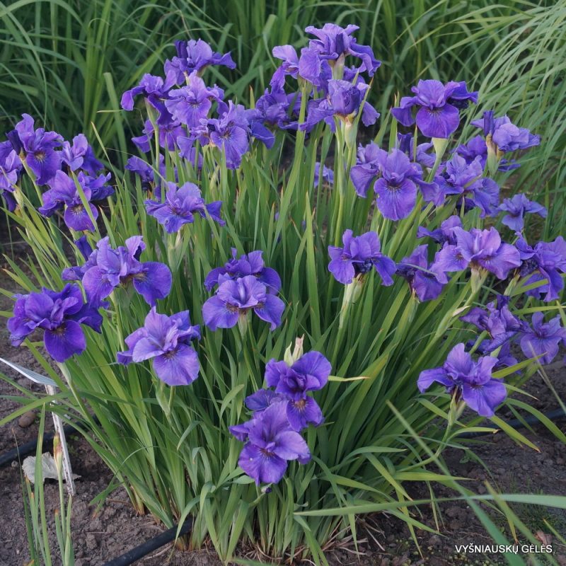 Iris 'Purple Prose'