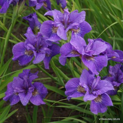 Iris 'Purple Prose' (2)