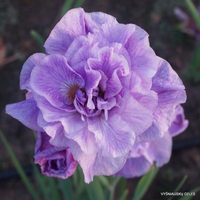 Iris 'Rigamarole'