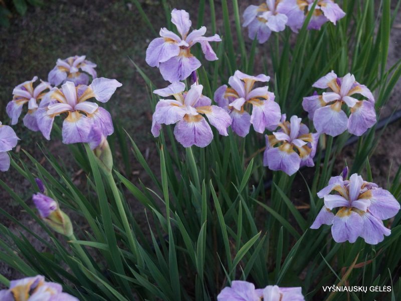 Iris 'Rikugi Sakura'