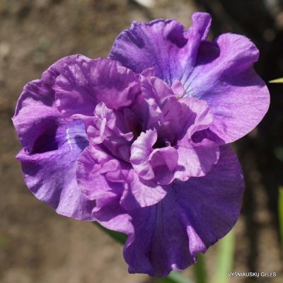 Iris 'Rosy Bowls' (2)