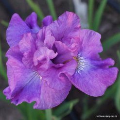 Iris 'Rosy Bowls'