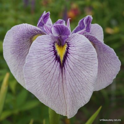 Iris ‘Takamagahara’ (2)