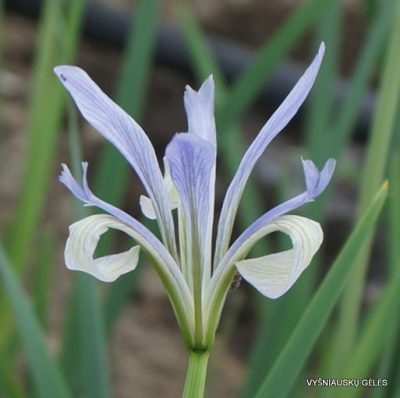 Iris lactea (clone 1)