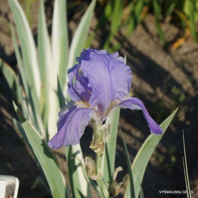 Iris pallida 'Argentea'