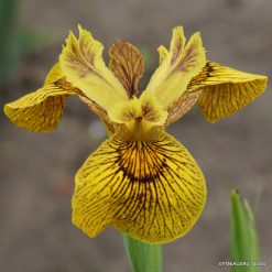 Iris pseudacorus 'Berlin Tiger'