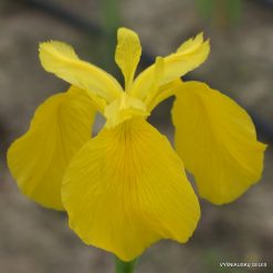 Iris pseudacorus 'Golden Queen'