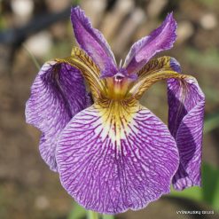 Iris setosa 'All Stripes'
