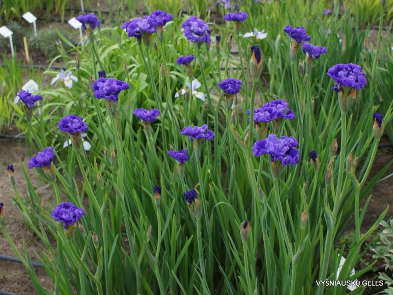 Iris sibirica 'Blueberry Fair'