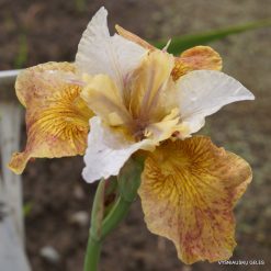 Iris sibirica 'Butterscoth Fizz'