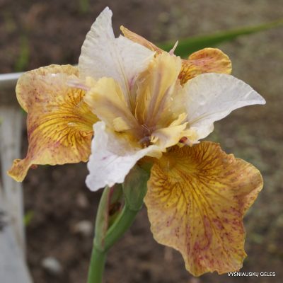 Iris sibirica ‘Butterscoth Fizz’