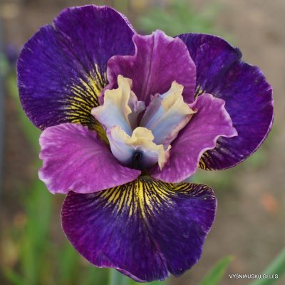 Iris sibirica ‘Charming Billy’
