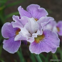 Iris sibirica 'Cherry Lynn'