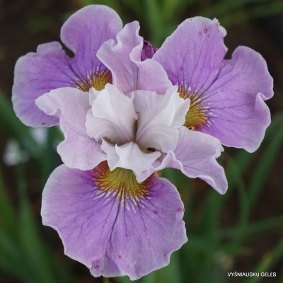Iris sibirica 'Cherry Lynn' (2)