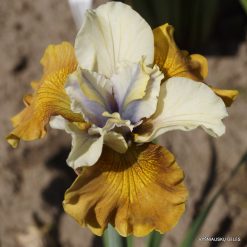Iris sibirica 'Colonel Mustard'