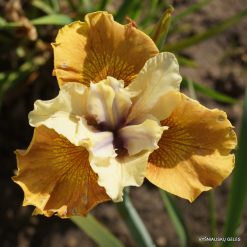 Iris sibirica 'Colonel Mustard' (3)